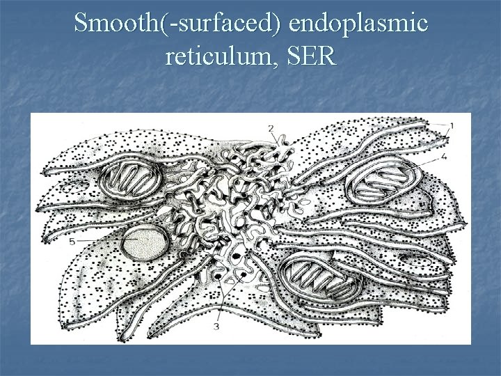 Smooth(-surfaced) endoplasmic reticulum, SER 