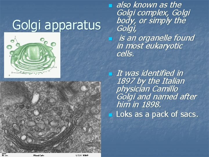 n Golgi apparatus n n n also known as the Golgi complex, Golgi body,