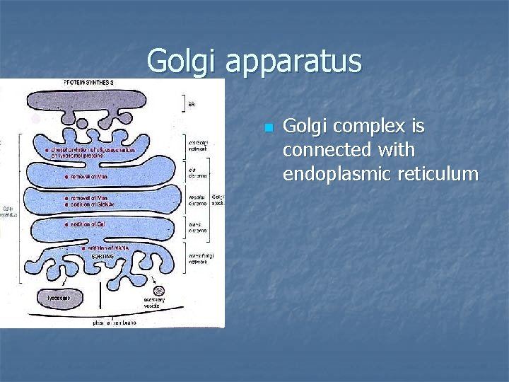 Golgi apparatus n Golgi complex is connected with endoplasmic reticulum 