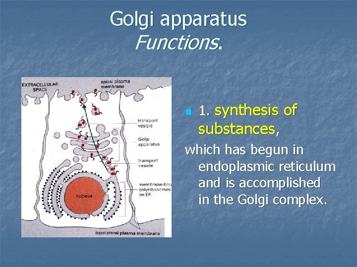 Golgi apparatus Functions. 1. synthesis of substances, which has begun in endoplasmic reticulum and