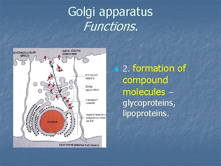 Golgi apparatus Functions. n 2. formation of compound molecules – glycoproteins, lipoproteins. 