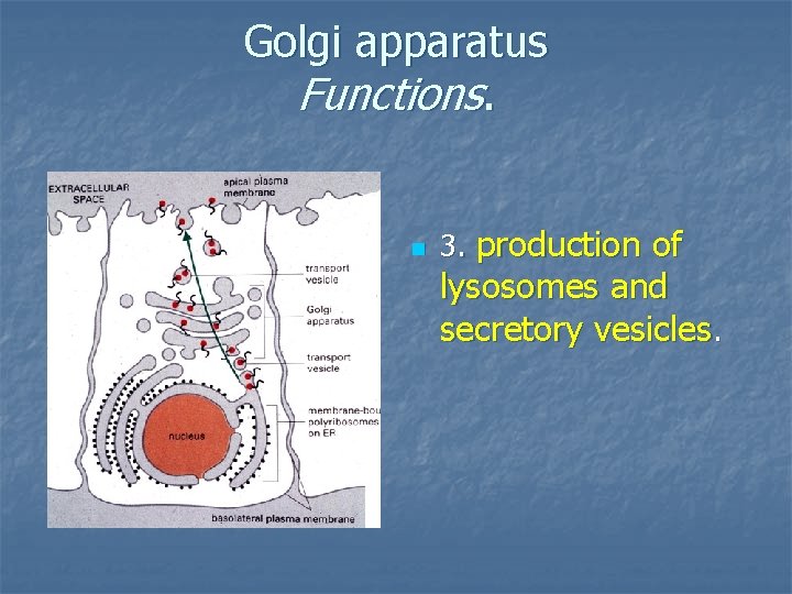 Golgi apparatus Functions. n 3. production of lysosomes and secretory vesicles. 