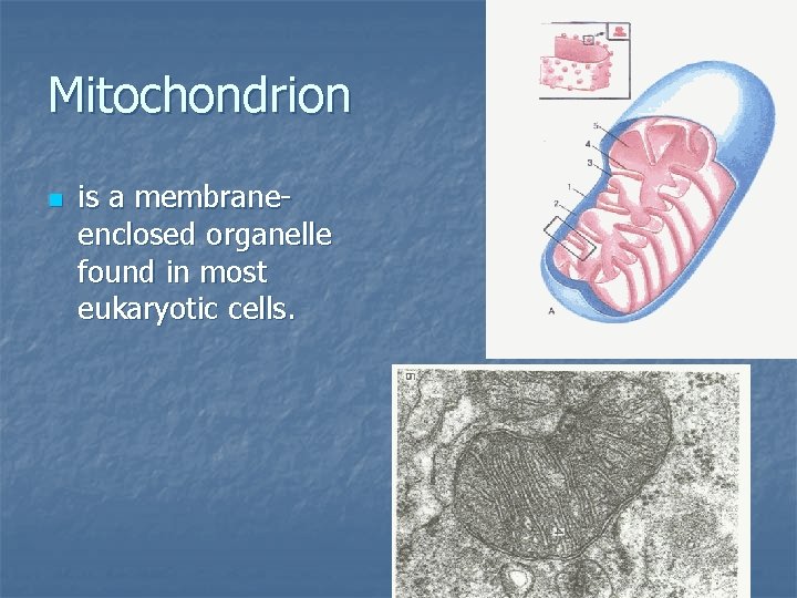 Mitochondrion n is a membraneenclosed organelle found in most eukaryotic cells. 