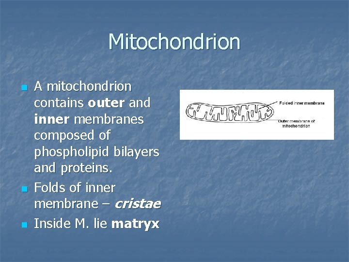 Mitochondrion n A mitochondrion contains outer and inner membranes composed of phospholipid bilayers and