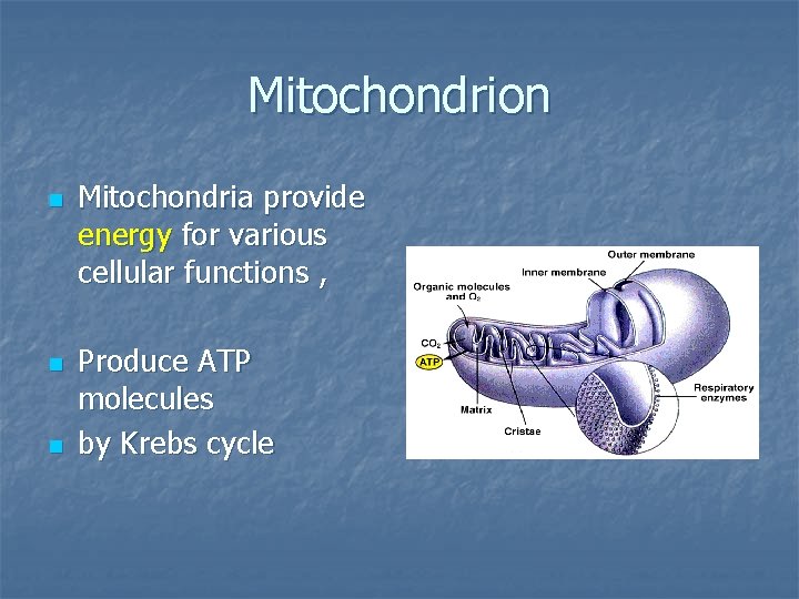 Mitochondrion n Mitochondria provide energy for various cellular functions , Produce ATP molecules by