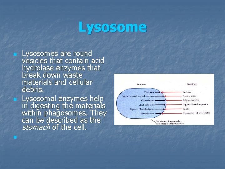 Lysosome n n n Lysosomes are round vesicles that contain acid hydrolase enzymes that