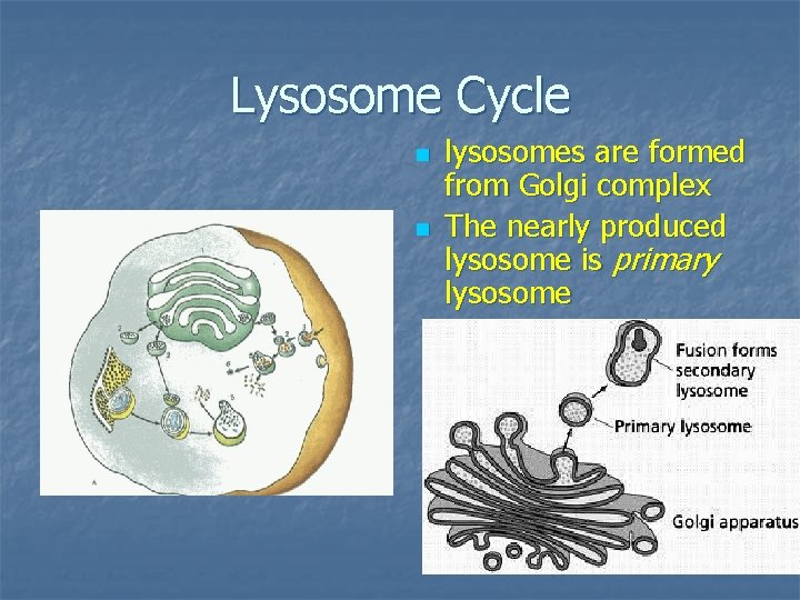 Lysosome Cycle n n lysosomes are formed from Golgi complex The nearly produced lysosome
