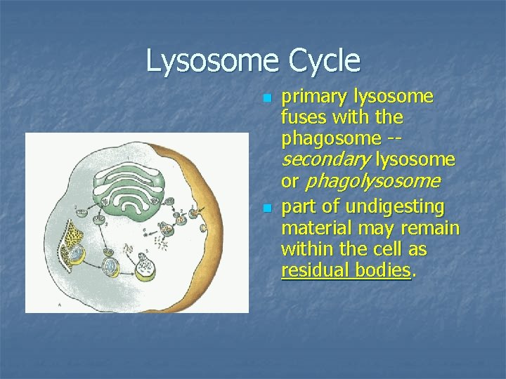 Lysosome Cycle n n primary lysosome fuses with the phagosome -secondary lysosome or phagolysosome