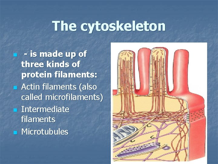 The cytoskeleton n n - is made up of three kinds of protein filaments: