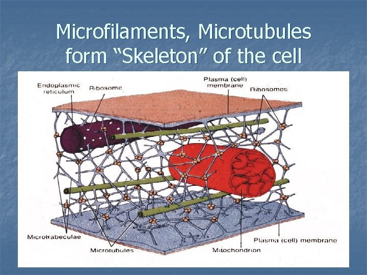 Microfilaments, Microtubules form “Skeleton” of the cell 