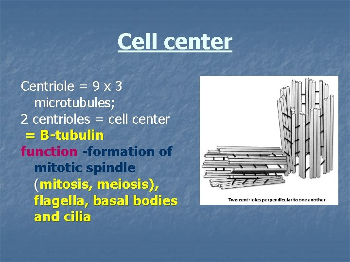 Cell center Centriole = 9 x 3 microtubules; 2 centrioles = cell center =