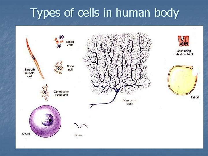 Types of cells in human body 