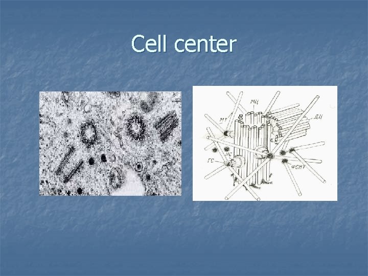 Cell center 