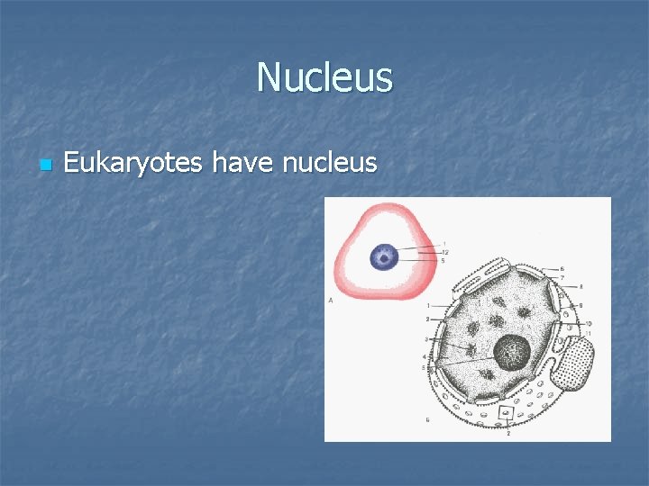 Nucleus n Eukaryotes have nucleus 