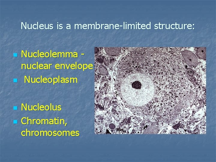 Nucleus is a membrane-limited structure: n n Nucleolemma nuclear envelope Nucleoplasm Nucleolus Chromatin, chromosomes