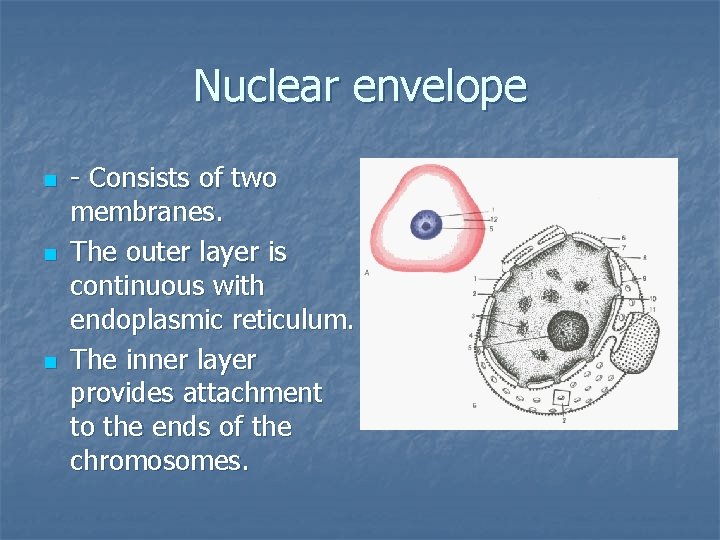 Nuclear envelope n n n - Consists of two membranes. The outer layer is