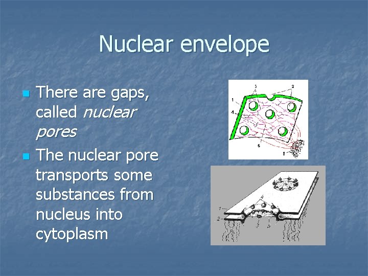 Nuclear envelope n There are gaps, called nuclear pores n The nuclear pore transports