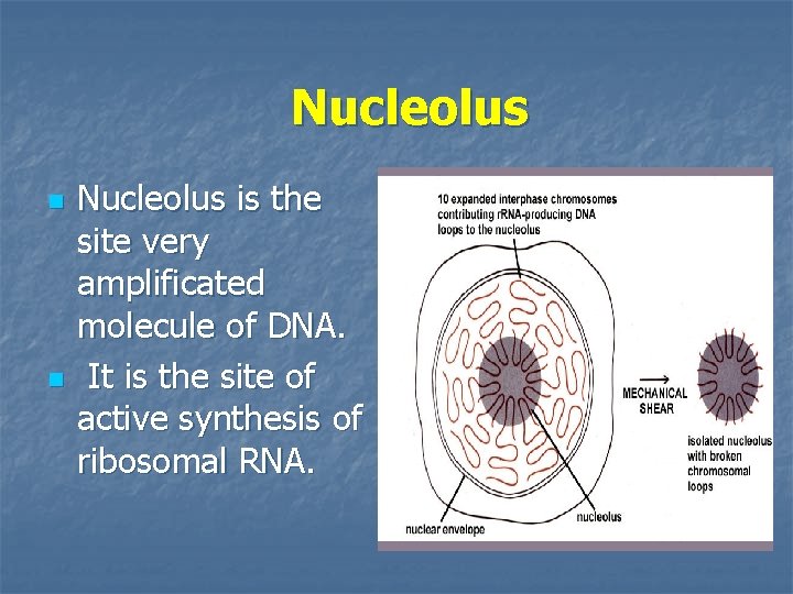 Nucleolus n n Nucleolus is the site very amplificated molecule of DNA. It is