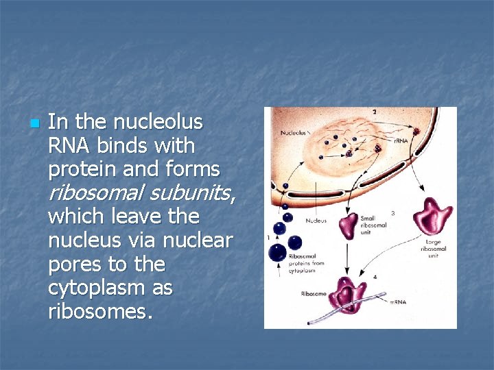 n In the nucleolus RNA binds with protein and forms ribosomal subunits, which leave