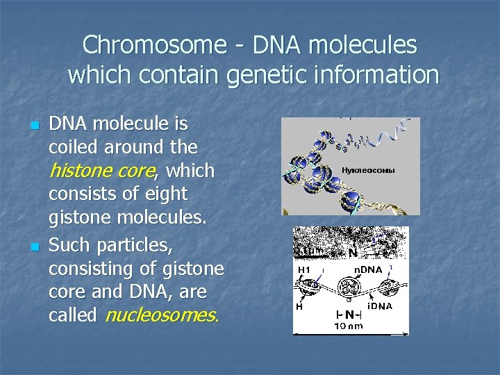 Chromosome - DNA molecules which contain genetic information n n DNA molecule is coiled