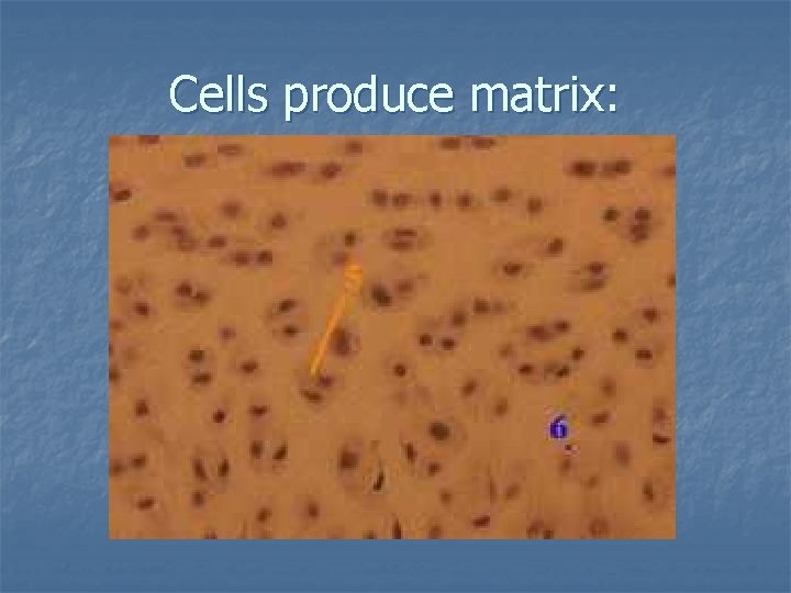 Cells produce matrix: 