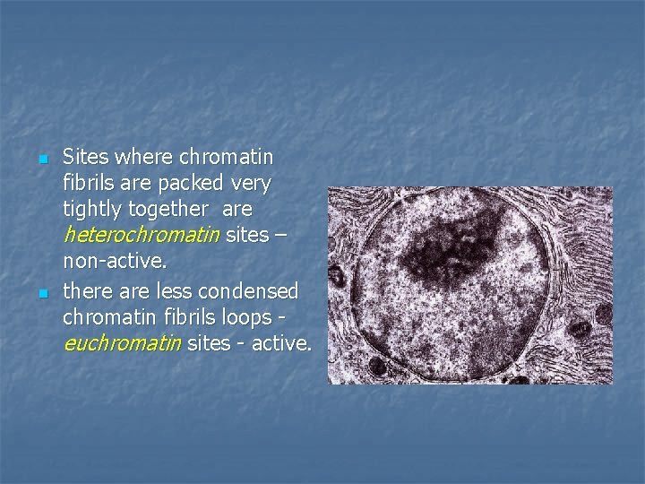 n n Sites where chromatin fibrils are packed very tightly together are heterochromatin sites