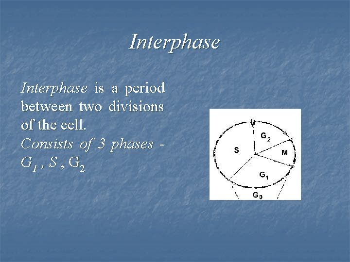 Interphase is a period between two divisions of the cell. Consists of 3 phases