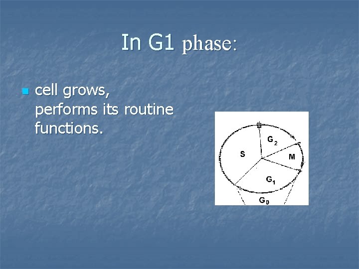 In G 1 phase: n cell grows, performs its routine functions. 