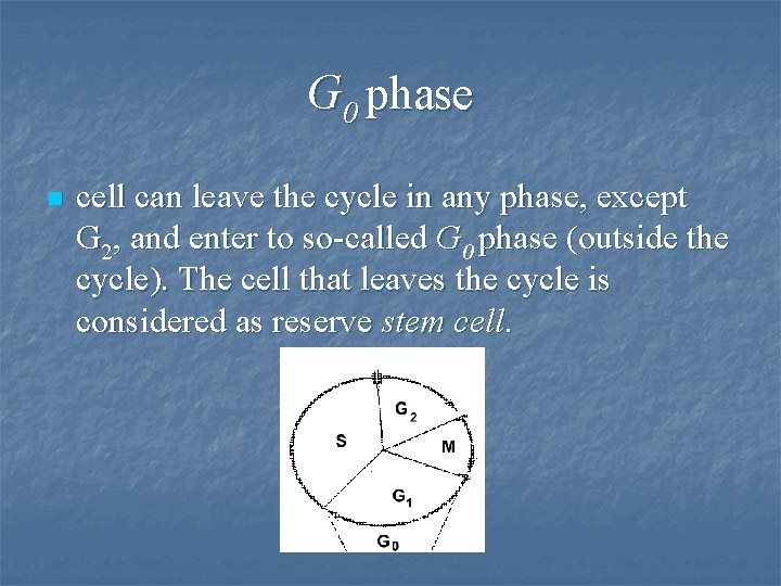 G 0 phase n cell can leave the cycle in any phase, except G