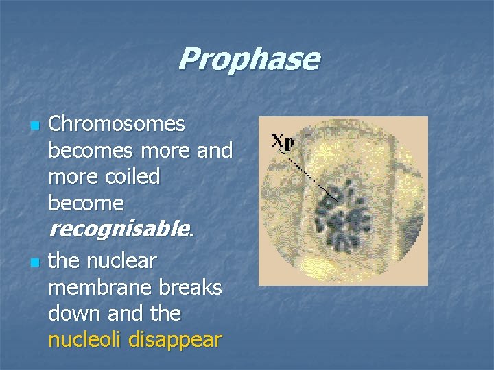 Prophase n n Chromosomes becomes more and more coiled become recognisable. the nuclear membrane