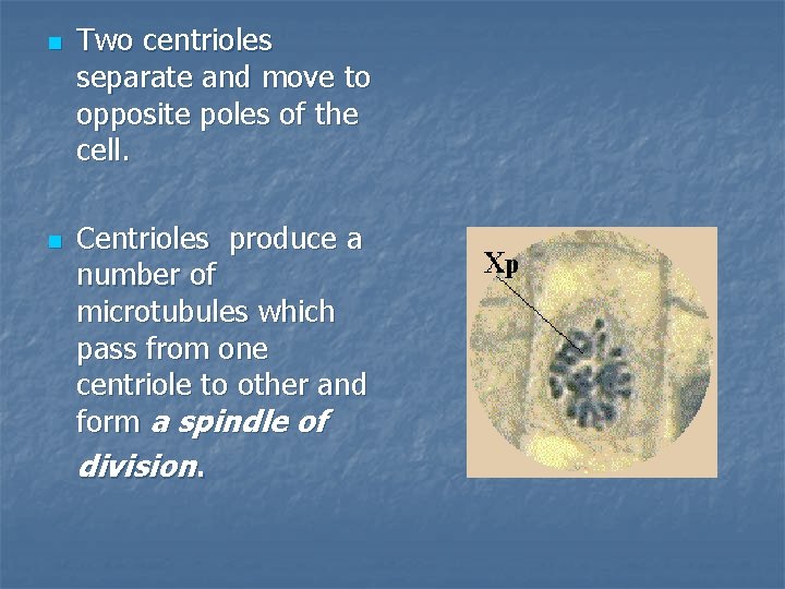 n n Two centrioles separate and move to opposite poles of the cell. Сentrioles