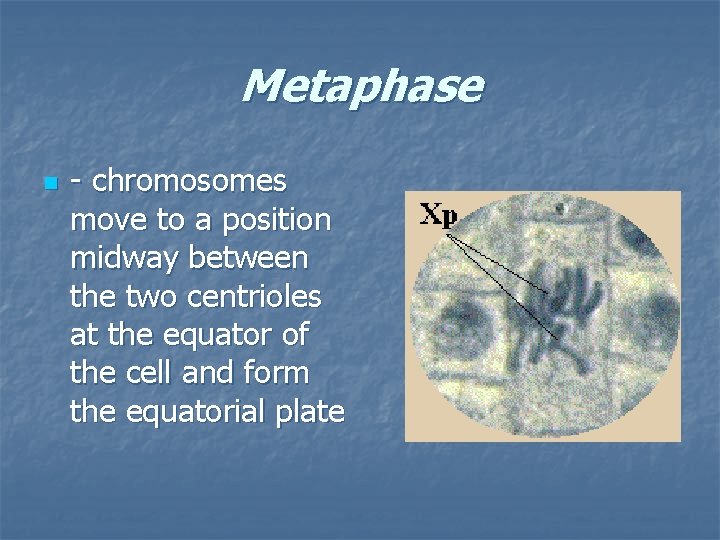 Metaphase n - chromosomes move to a position midway between the two centrioles at