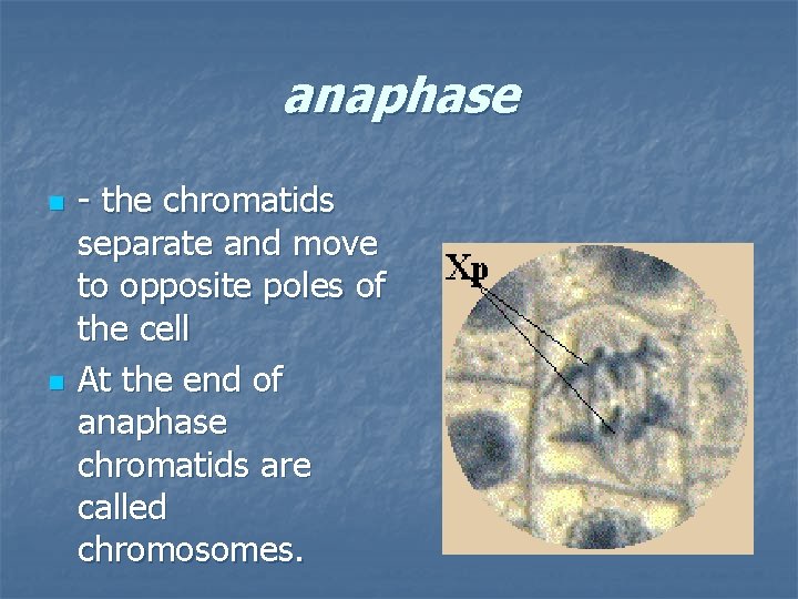 anaphase n n - the chromatids separate and move to opposite poles of the