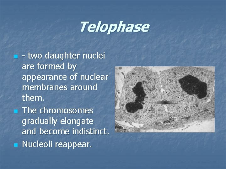 Telophase n n n - two daughter nuclei are formed by appearance of nuclear