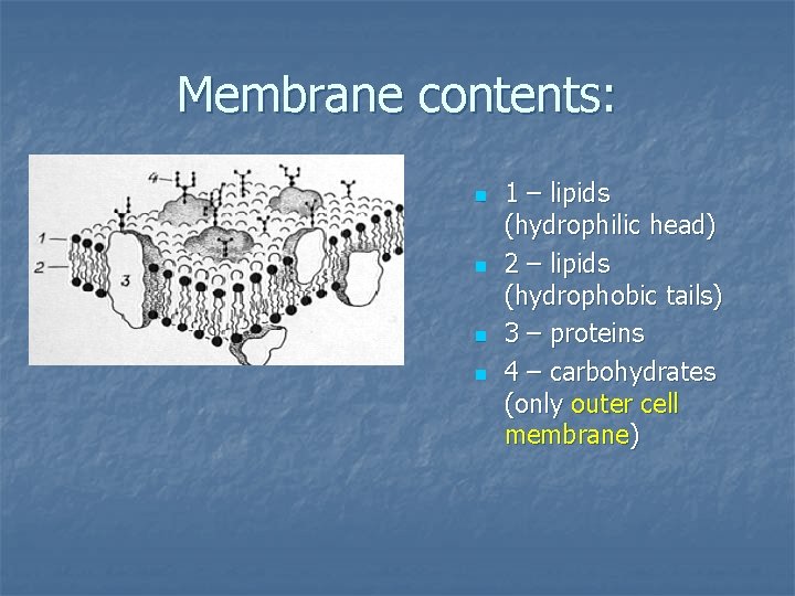 Membrane contents: n n 1 – lipids (hydrophilic head) 2 – lipids (hydrophobic tails)