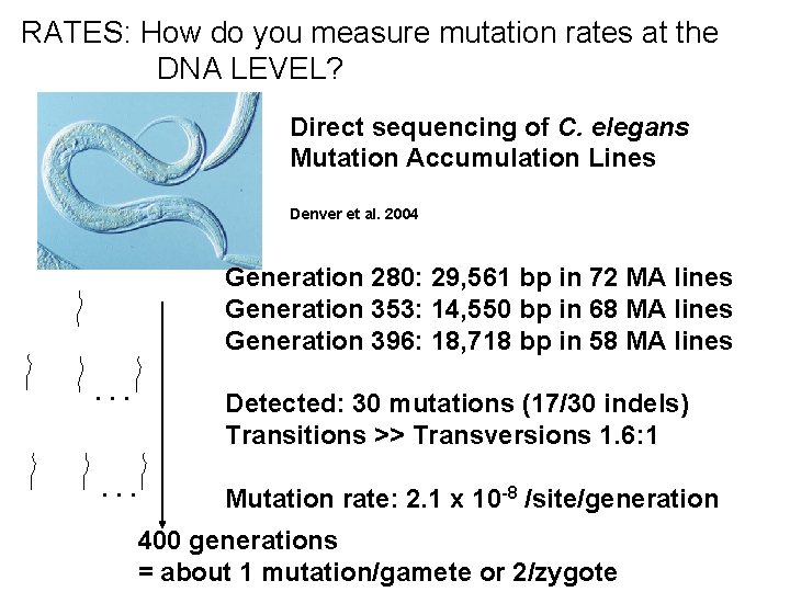 RATES: How do you measure mutation rates at the DNA LEVEL? Direct sequencing of RATES: How do you measure mutation rates at the DNA LEVEL? Direct sequencing of