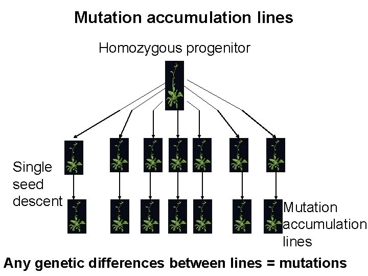 Mutation accumulation lines Homozygous progenitor Single seed descent Mutation accumulation lines Any genetic differences Mutation accumulation lines Homozygous progenitor Single seed descent Mutation accumulation lines Any genetic differences