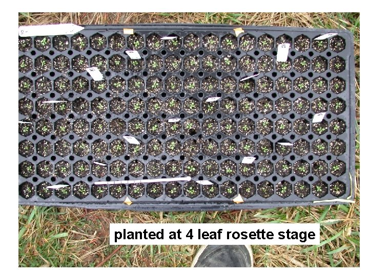 planted at 4 leaf rosette stage planted at 4 leaf rosette stage