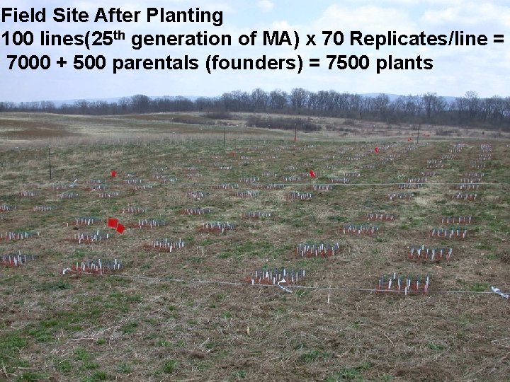 Field Site After Planting 100 lines(25 th generation of MA) x 70 Replicates/line = Field Site After Planting 100 lines(25 th generation of MA) x 70 Replicates/line =