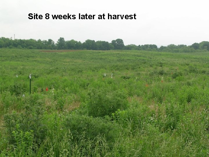 Site 8 weeks later at harvest Site 8 weeks later at harvest