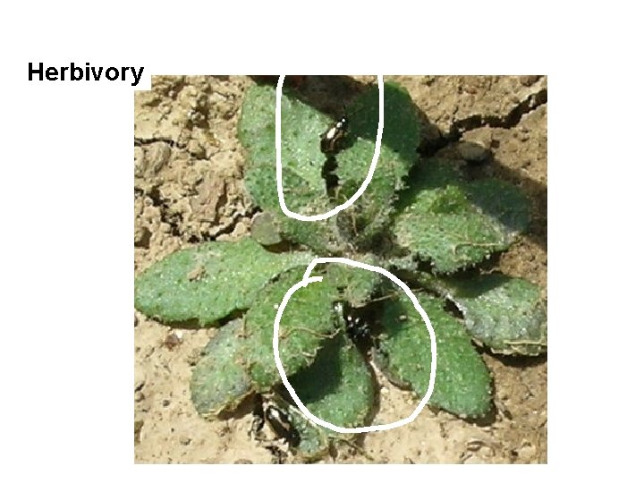 Herbivory Herbivory