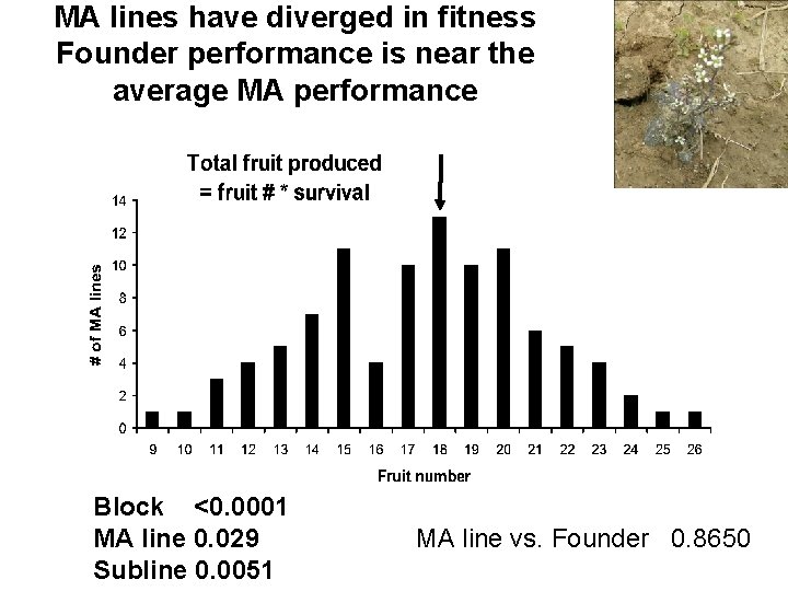 MA lines have diverged in fitness Founder performance is near the average MA performance MA lines have diverged in fitness Founder performance is near the average MA performance