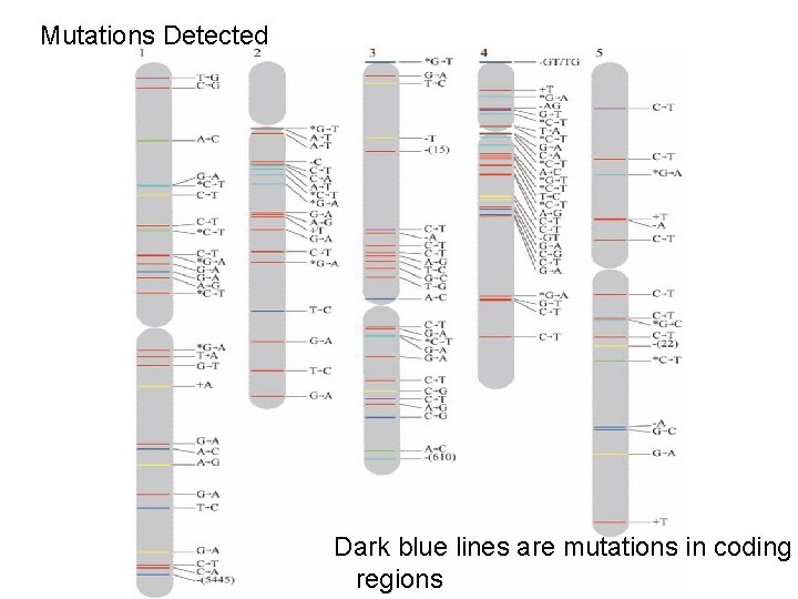 Mutations Detected Dark blue lines are mutations in coding regions Mutations Detected Dark blue lines are mutations in coding regions