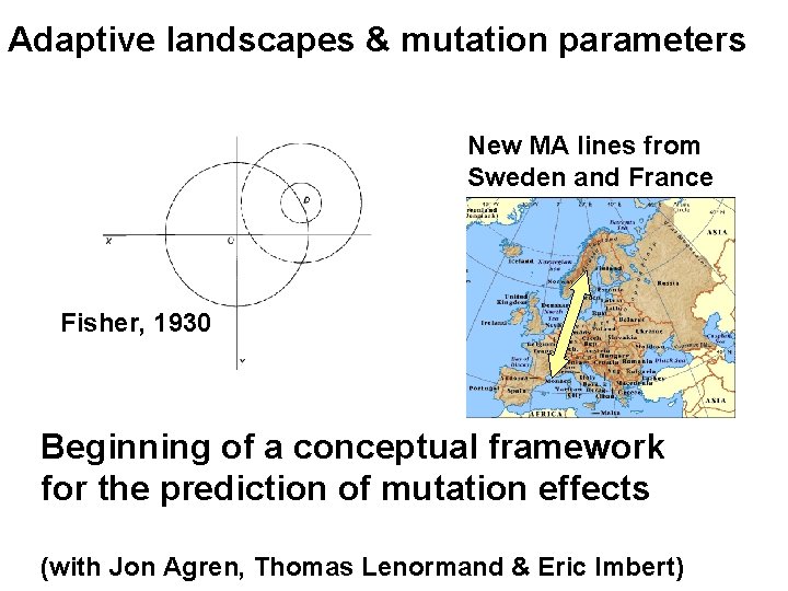 Adaptive landscapes & mutation parameters New MA lines from Sweden and France Fisher, 1930 Adaptive landscapes & mutation parameters New MA lines from Sweden and France Fisher, 1930
