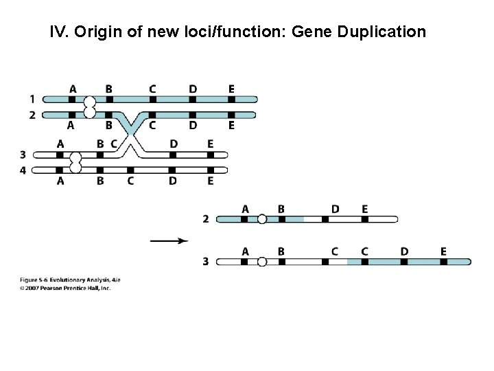 IV. Origin of new loci/function: Gene Duplication IV. Origin of new loci/function: Gene Duplication