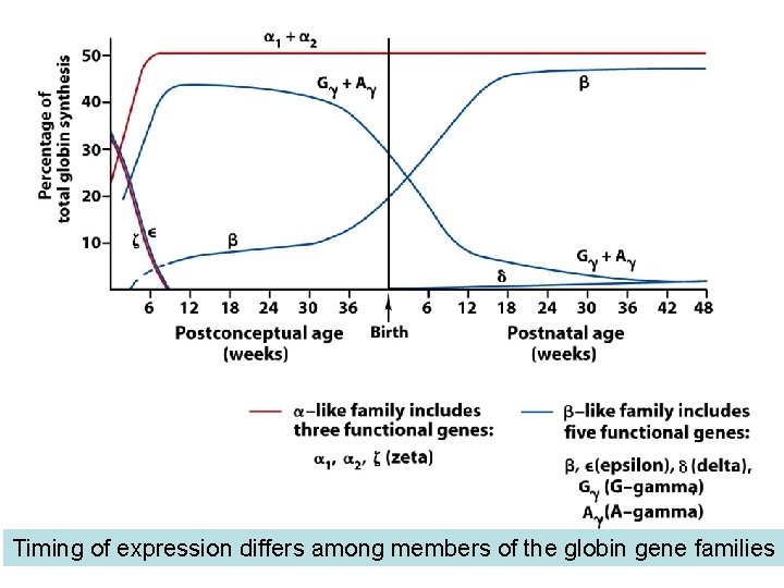 Timing of expression differs among members of the globin gene families Timing of expression differs among members of the globin gene families
