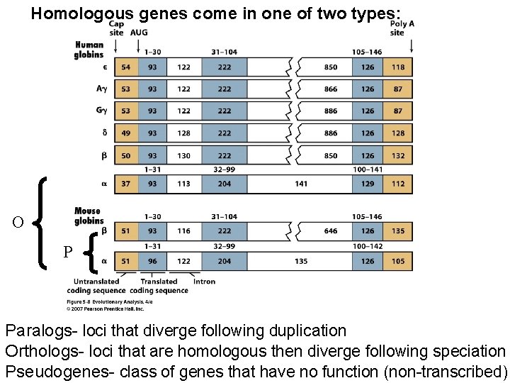 Homologous genes come in one of two types: O P Paralogs- loci that diverge Homologous genes come in one of two types: O P Paralogs- loci that diverge