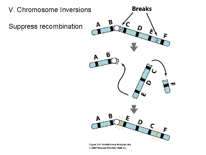 V. Chromosome Inversions Suppress recombination V. Chromosome Inversions Suppress recombination