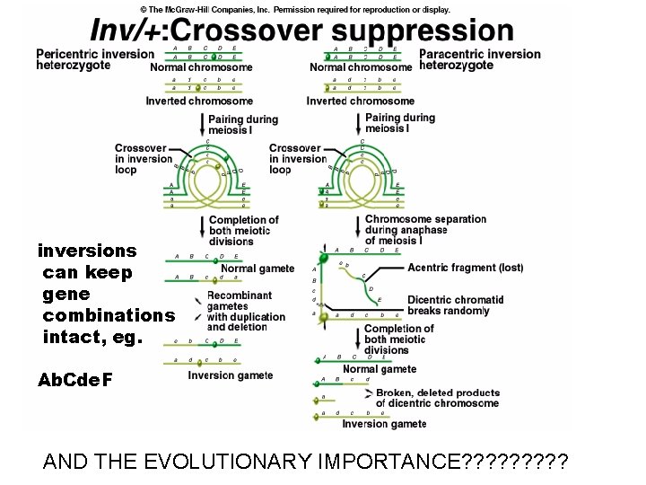 inversions can keep gene combinations intact, eg. Ab. Cde. F AND THE EVOLUTIONARY IMPORTANCE? inversions can keep gene combinations intact, eg. Ab. Cde. F AND THE EVOLUTIONARY IMPORTANCE?