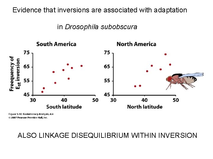 Evidence that inversions are associated with adaptation in Drosophila subobscura ALSO LINKAGE DISEQUILIBRIUM WITHIN Evidence that inversions are associated with adaptation in Drosophila subobscura ALSO LINKAGE DISEQUILIBRIUM WITHIN